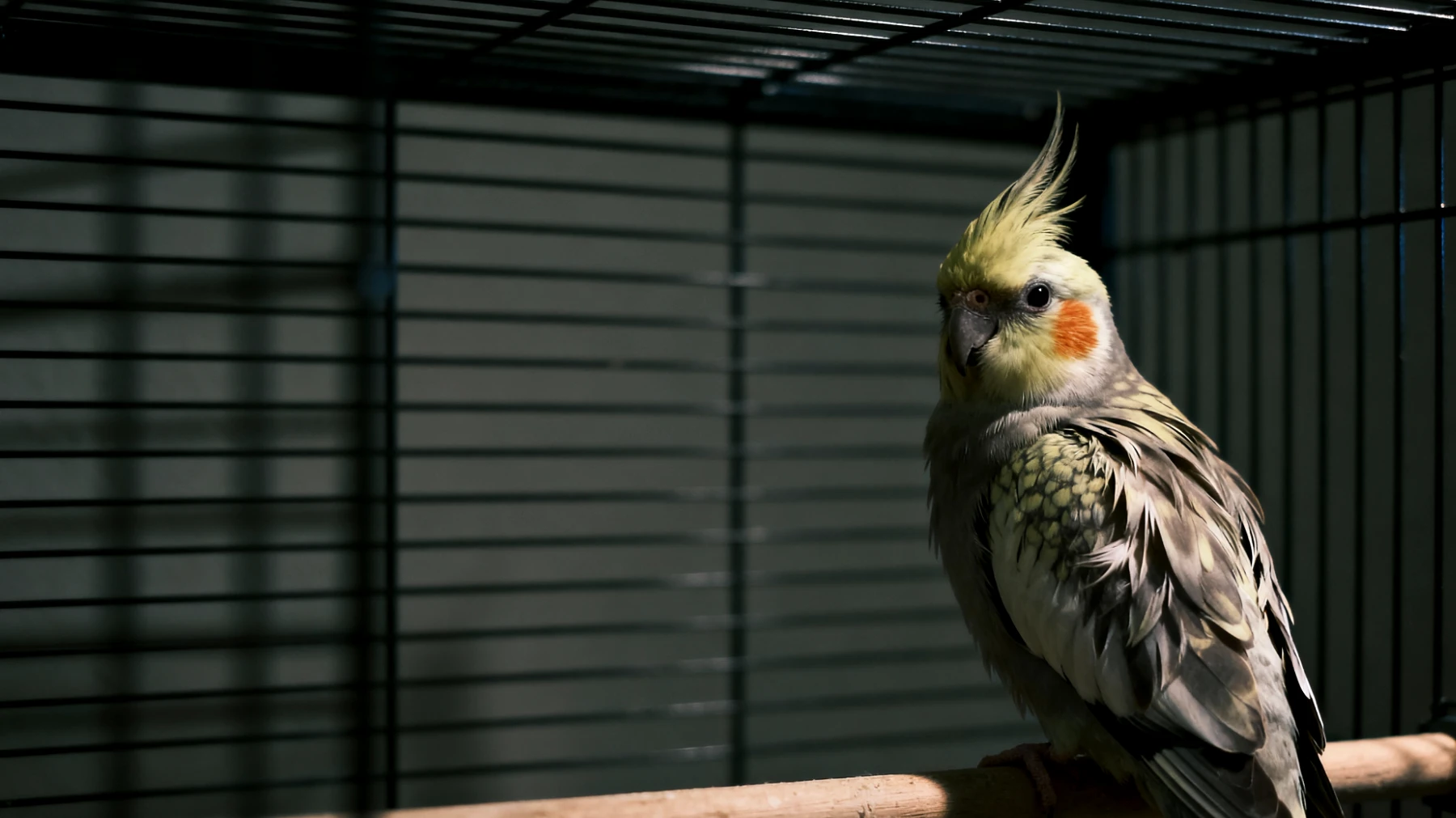 Erwachsene Nymphensittiche benötigen regelmäßige Trainingseinheiten und Verhaltensübungen, um geistig stimuliert zu bleiben und Verhaltensprobleme wie übermäßiges Schreien, Federpicken oder Aggressivität zu vermeiden"
