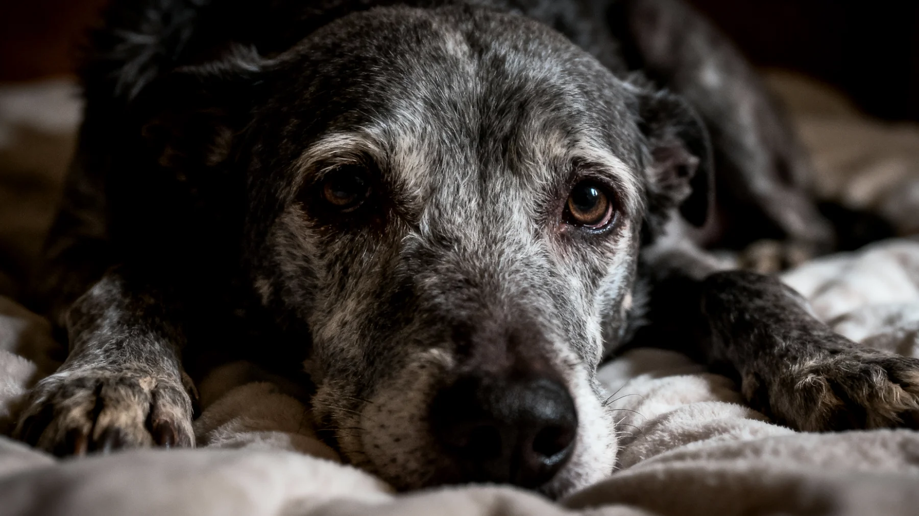 Ältere Hunde leiden häufig unter chronischem Stress durch altersbedingte Veränderungen, Schmerzen, eingeschränkte Mobilität und Orientierungsprobleme, was zu Unruhe, Angst und verminderter Lebensqualität führt"