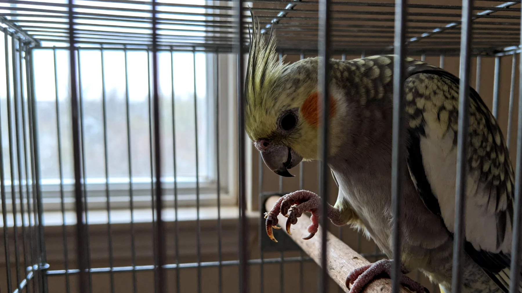 Nymphensittiche benötigen in der Wohnungshaltung geeignete Pflegeprodukte und Zubehör, um ihre Gefiederpflege zu unterstützen, Schnabel und Krallen natürlich abzunutzen und eine artgerechte Umgebung zu schaffen, da natürliche Elemente wie Äste, Sepiaschalen und Bademöglichkeiten in Innenräumen oft fehlen"